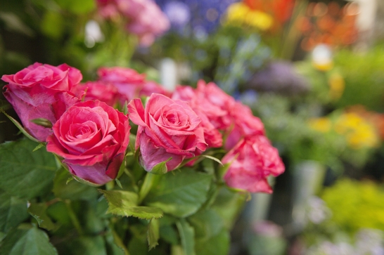 Bouturez vos rosiers en septembre Bouturez vos rosiers en septembre