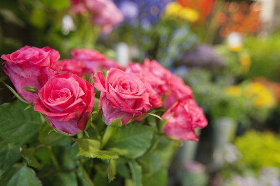 Bouturez vos rosiers en septembre